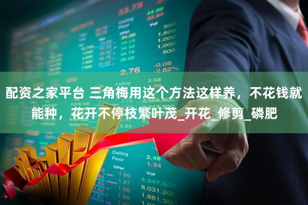 配资之家平台 三角梅用这个方法这样养，不花钱就能种，花开不停枝繁叶茂_开花_修剪_磷肥